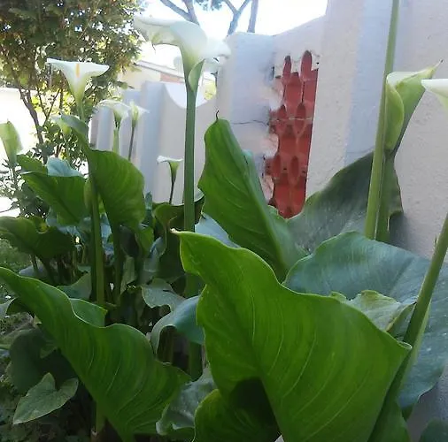 Bed and breakfast Florinda